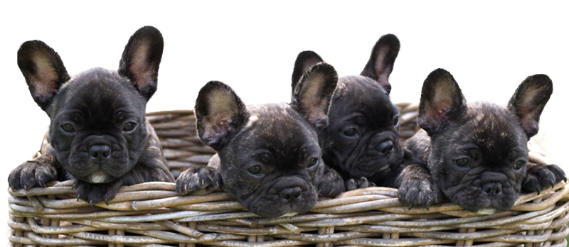 Puppies in basket - Cape Creatures Vet